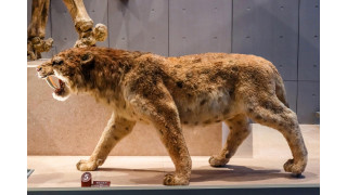 Griesgram-Mix und der liebe Säbelzahntiger