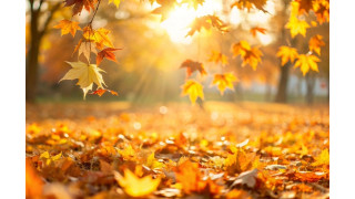Oktober-News 2024